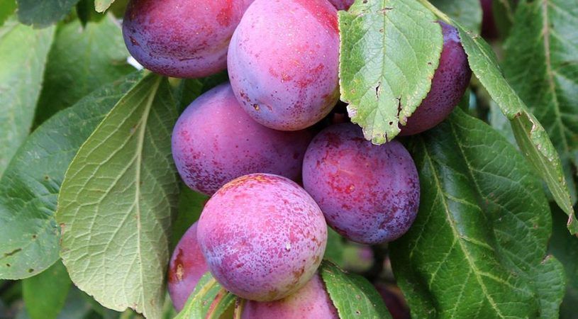 خرید نهال آلو