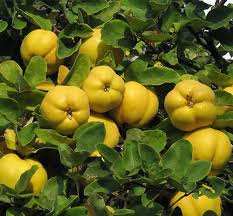 خرید نهال به