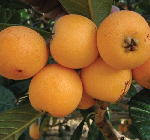 خرید نهال ازگیل