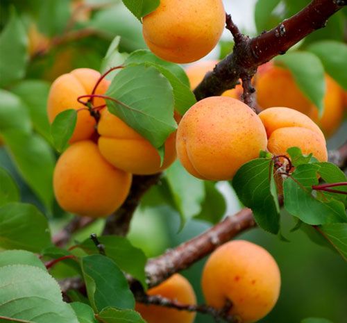 خرید نهال زردآلو 