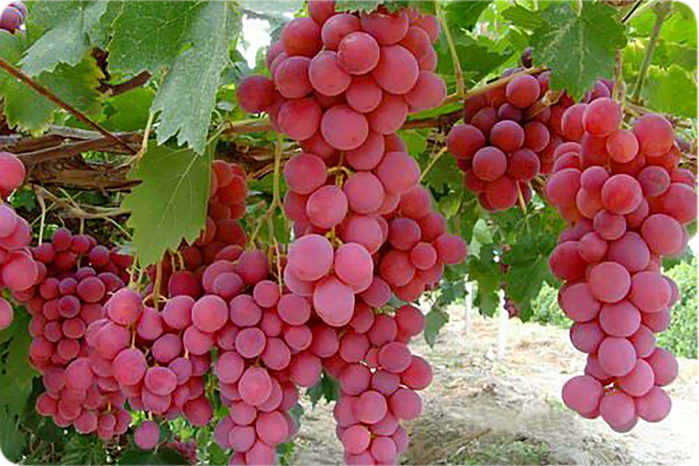 کاشت نهال انگور