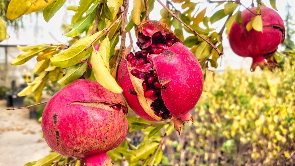 خرید نهال انار