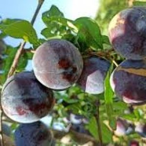 نهال آلو اختری