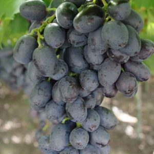 نهال انگور شاهانی