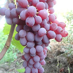 نهال انگور کشمش قرمز