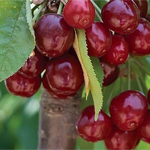 آلبالو-بوتورمو