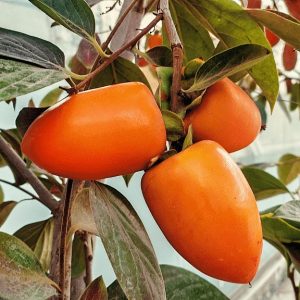 نهال خرمالو موزی