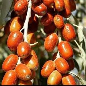 نهال سنجد خوشه ای