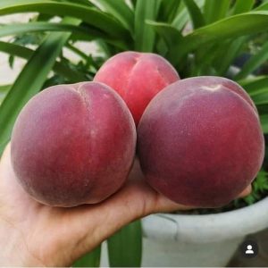 نهال هلو روهاون