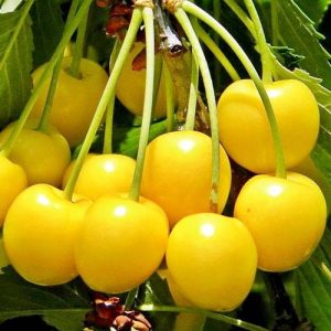 نهال گیلاس زرد ارومیه