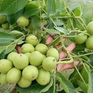 WhatsApp Image 2023-01-11 at 08.29.03