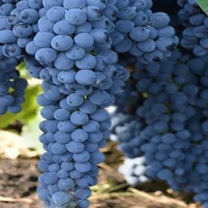 YrLHqythMPcceNkN-compressed