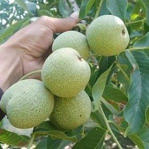 jpeg-optimizer_280x280(1)