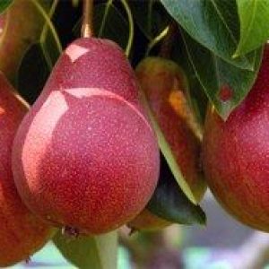 jpeg-optimizer_280x280(2)