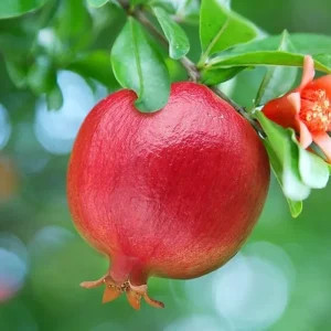 jpeg-optimizer_85e56f