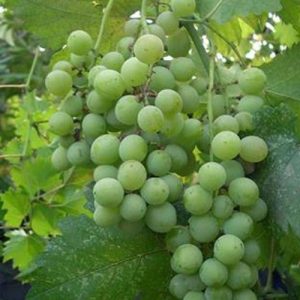 jpeg-optimizer_C600X500_882552689891