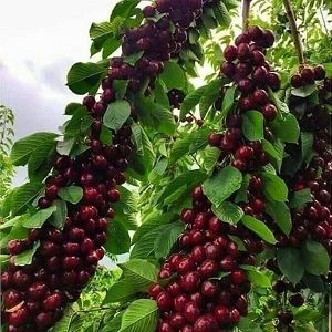 jpeg-optimizer_E222A8DB-48AF-4100-A069-CF790F (37422931728898051c)