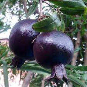 jpeg-optimizer_Untitled