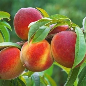 jpeg-optimizer_a072a54418e1440191bc293ad4f460a2