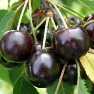 jpeg-optimizer_gilas