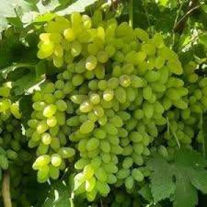 jpeg-optimizer_images(1)