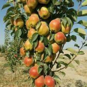 jpeg-optimizer_images(10)