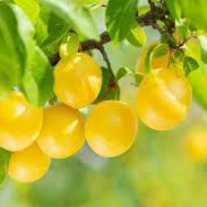 jpeg-optimizer_images(6)