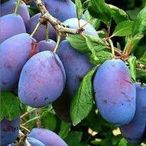 jpeg-optimizer_images(7)