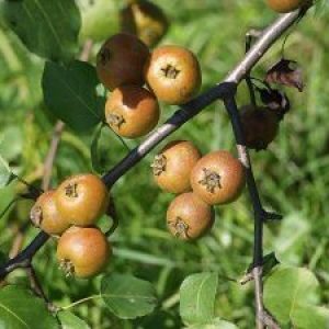 jpeg-optimizer_m7Ovm5WoarWARML8-300x225