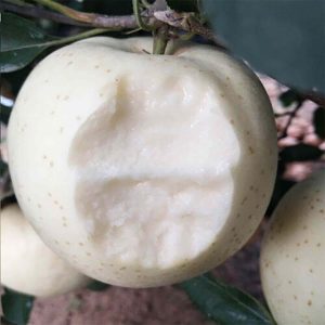 jpeg-optimizer_سیب-سفید