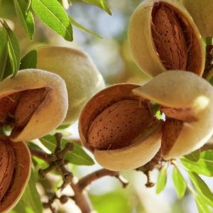 jpeg-optimizer_طرح-توجیهی-کاشت-درخت-بادام