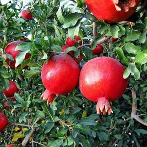 jpeg-optimizer_نهال-انار-ساوه-1