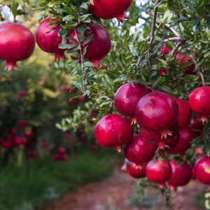 jpeg-optimizer_نهال-انار-سرقندی-5-پالیز-نهال-min