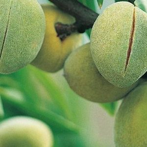 jpeg-optimizer_نهال-بادام-پسته-ای-2