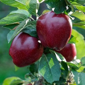 jpeg-optimizer_نهال-سیب-قرمز-مراغه