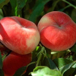 jpeg-optimizer_نهال-هلو-استار-300x300