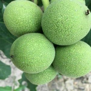 jpeg-optimizer_نهال-گردو-هاروارد